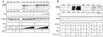 GAPDH Antibody in Western Blot (WB)