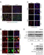 ZO-1 Antibody in Western Blot, Immunocytochemistry (WB, ICC/IF)