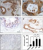 Orexin Receptor 1 Antibody in Immunohistochemistry (IHC)