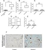 Orexin Receptor 1 Antibody in Immunohistochemistry (IHC)