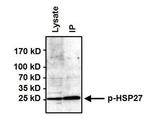 Phospho-HSP27 (Ser85) Antibody in Immunoprecipitation (IP)
