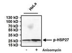 Phospho-HSP27 (Ser85) Antibody in Western Blot (WB)