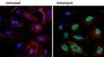 Phospho-HSP27 (Ser78) Antibody in Immunocytochemistry (ICC/IF)