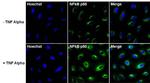 Phospho-NFkB p50 (Ser337) Recombinant Rabbit Monoclonal Antibody (2H7L8)