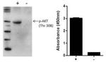 Multispecies AKT (Phospho) [pT308] InstantOne™ ELISA Kit