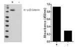 Multispecies beta Catenin (Phospho) [pS45] InstantOne™ ELISA Kit