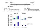 p300 Antibody in ChIP Assay (ChIP)
