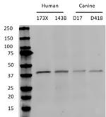 p38 MAPK alpha Monoclonal Antibody (PS1009)