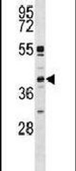 p38 MAPK beta Antibody in Western Blot (WB)