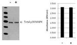 Multispecies p38 MAPK (Total) InstantOne™ ELISA Kit