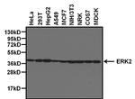 ERK2 Antibody in Western Blot (WB)
