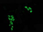 p53 Antibody in Immunocytochemistry (ICC/IF)