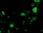 p53 Antibody in Immunocytochemistry (ICC/IF)