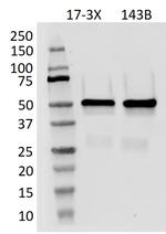 p53 Antibody in Western Blot (WB)