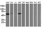 p53 Antibody in Western Blot (WB)