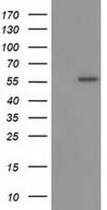 p53 Antibody in Western Blot (WB)