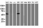 p53 Antibody in Western Blot (WB)