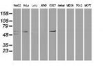 p53 Antibody in Western Blot (WB)