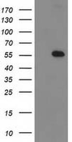 p53 Antibody in Western Blot (WB)