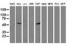 p53 Antibody in Western Blot (WB)