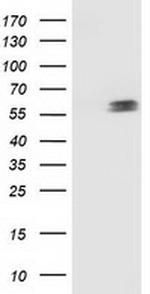p53 Antibody in Western Blot (WB)