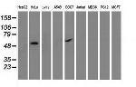 p53 Antibody in Western Blot (WB)
