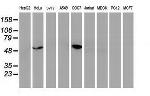 p53 Antibody in Western Blot (WB)