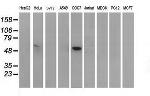 p53 Antibody in Western Blot (WB)