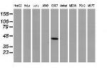 p53 Antibody in Western Blot (WB)
