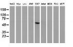 p53 Antibody in Western Blot (WB)