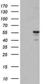 p53 Antibody in Western Blot (WB)