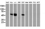 p53 Antibody in Western Blot (WB)