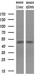 p53 Antibody in Western Blot (WB)