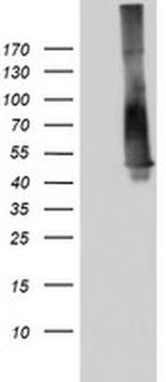 p53 Antibody in Western Blot (WB)