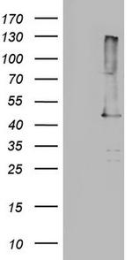 p53 Antibody in Western Blot (WB)