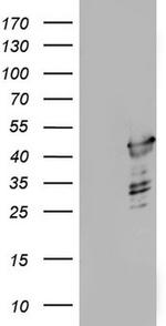 p53 Antibody in Western Blot (WB)