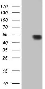 p53 Antibody in Western Blot (WB)