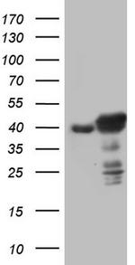 p53 Antibody in Western Blot (WB)