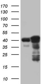 p53 Antibody in Western Blot (WB)