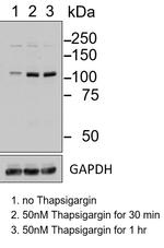Phospho-IRE1 alpha (Ser724) Antibody in Western Blot (WB)