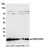 HSPE1/CPN10/HSP10 Antibody in Western Blot (WB)