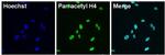 H4ac pan-acetyl (K5,K8,K12,K16) Antibody in Immunocytochemistry (ICC/IF)