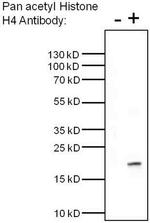H4ac pan-acetyl (K5,K8,K12,K16) Antibody in Immunoprecipitation (IP)