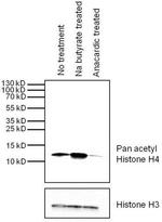 H4ac pan-acetyl (K5,K8,K12,K16) Antibody in Western Blot (WB)