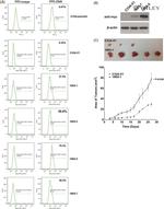 CD55 Antibody in Flow Cytometry (Flow)