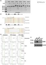 CD55 Antibody in Flow Cytometry (Flow)