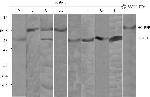 TagRFP Antibody in Western Blot (WB)