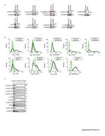Cyclin E Antibody in Western Blot (WB)