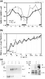 Myc Tag Antibody in Western Blot (WB)