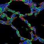 ERp57 Antibody in Immunohistochemistry (Frozen) (IHC (F))